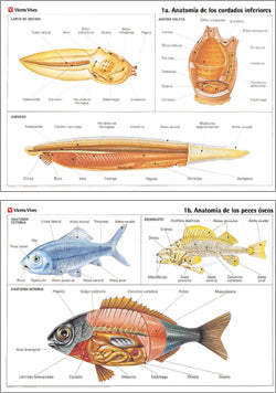 Laminas Murales Cientificas N-1