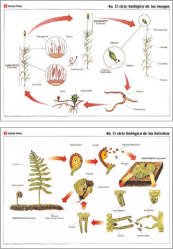 Laminas Murales Cientificas N-4