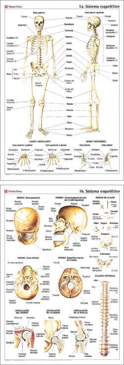 Lamina Mural Anatomia N-1