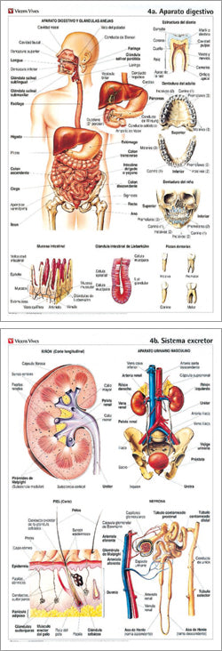 Lamina Mural Anatomia N-4