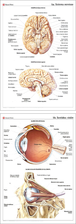 Lamina Mural Anatomia N-5